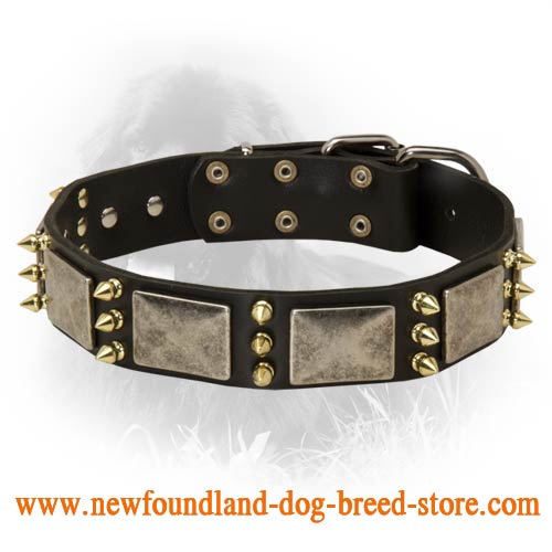 Newfoundland Spiked Leather Collar with Nickel Plates