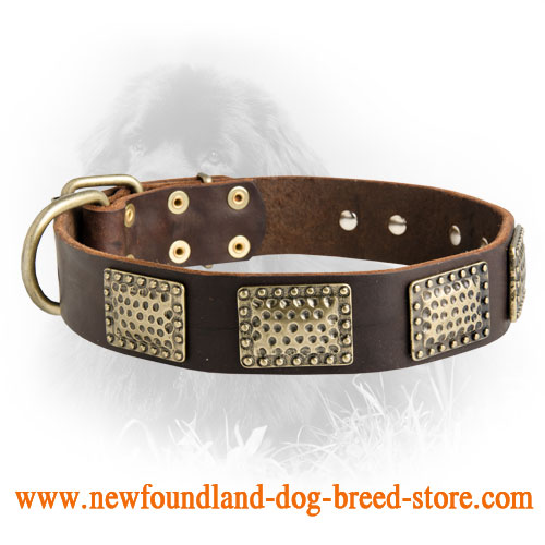 Leather Newfoundland Collar with Massive Brass Plates