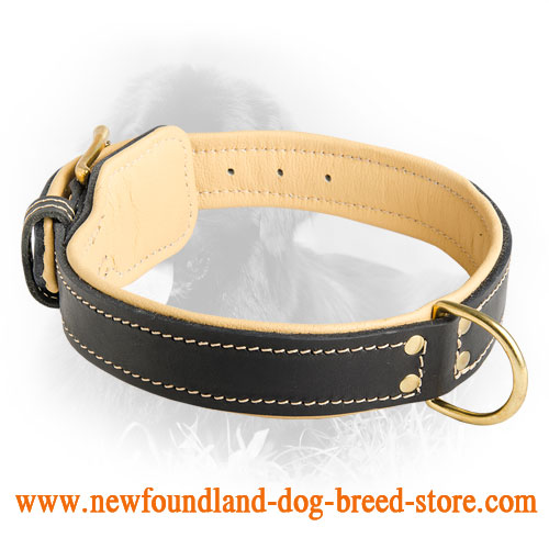 Newfoundland Leather Collar Nappa Padded