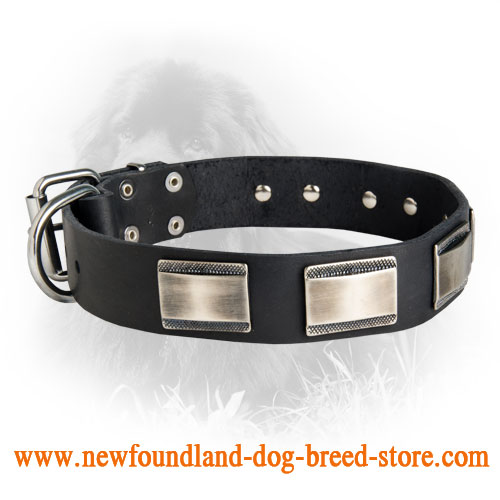 Leather Newfoundland Collar with Massive Nickel Plated Plates - Click Image to Close