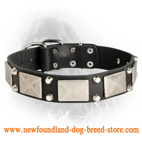 Newfoundland Leather Collar Decorated Nickel Cones Plates