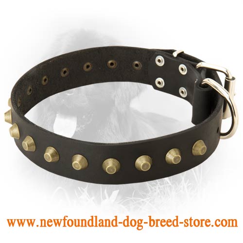 Newfoundland Leather Collar with Brass Pyramids