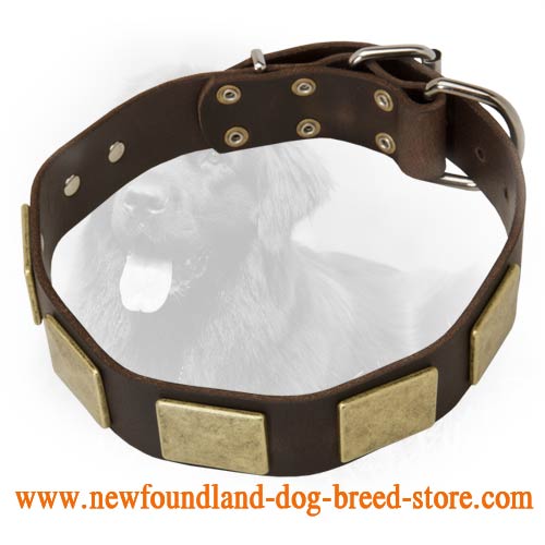 Handcrafted Leather Dog Collar with Vintage Massive Plates