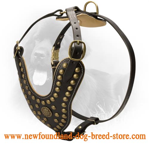 Royal Design Leather Newfoundland Harness with Brass Studs