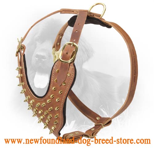 Leather Newfoundland Harness Decorated with Brass Spikes