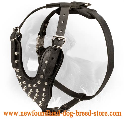 Walking Leather Newfoundland Harness with Nickel Plated Cones