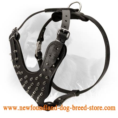 Stylish Leather Newfoundland Harness with Nickel Plated Spikes