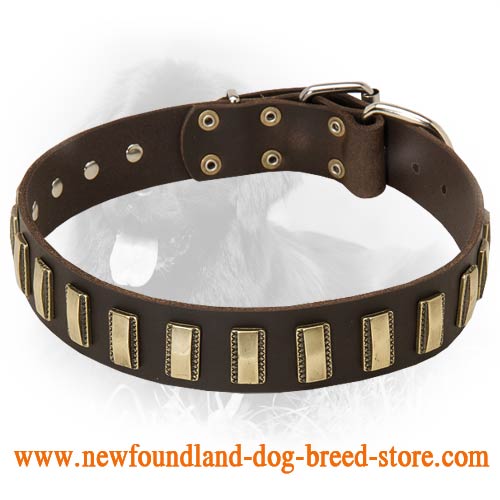 Newfoundland Leather Collar Small Brass Plates