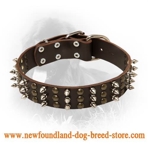 Leather Newfoundland Collar with Spikes and Studs