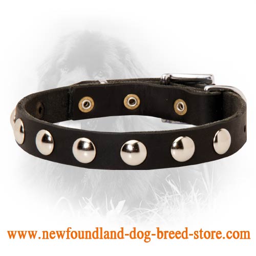 Newfoundland Leather Collar Decorated with Half-Ball Studs