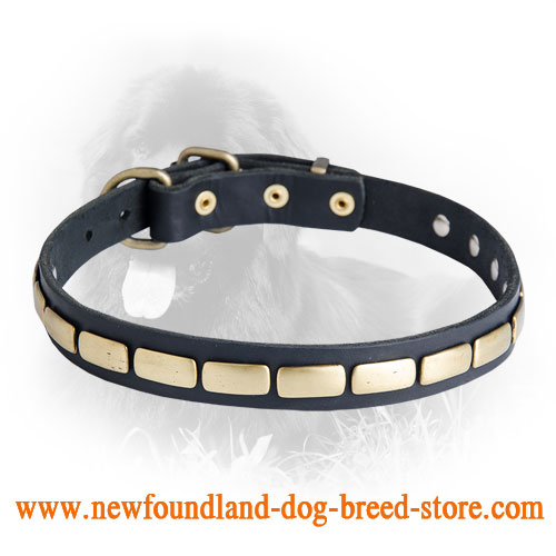 Newfoundland Leather Collar Brass Plates 25 mm - Click Image to Close