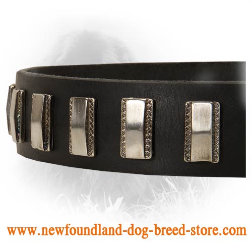 Newfoundland Leather Collar with Shiny Plates