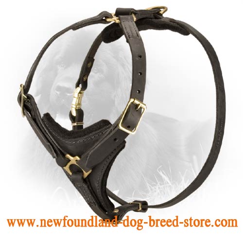 Tracking Leather Newfoundland Harness with Comfy Y-Chest Plate
