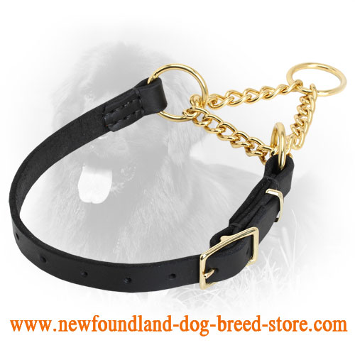 chain martingale collar with buckle