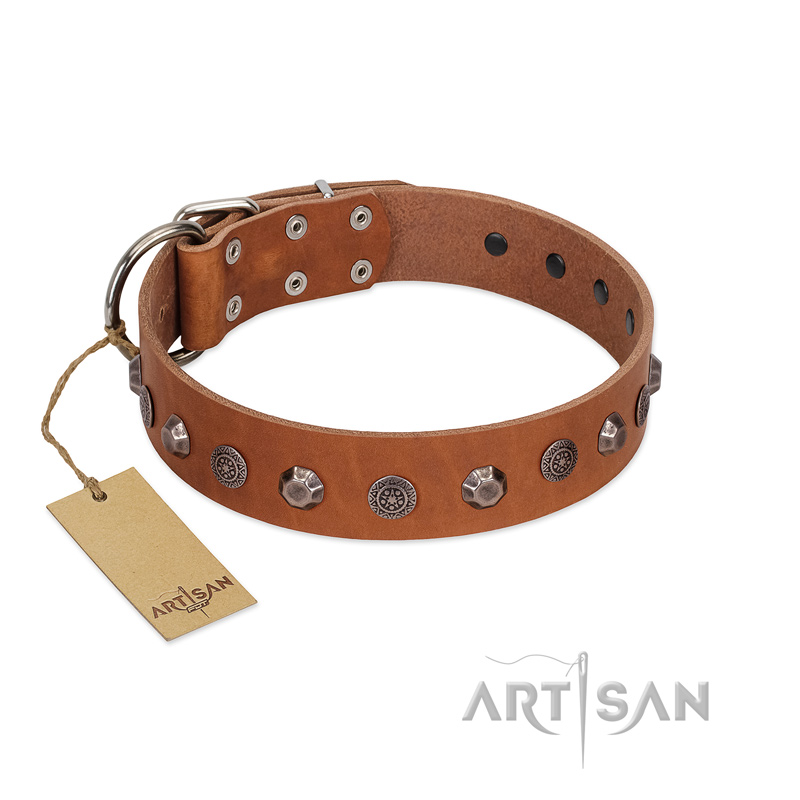 "Silver Age" Fashionable FDT Artisan Tan Leather Newfoundland Collar with Silver-Like Studs