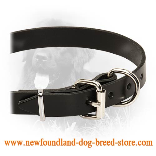 Newfy Favoirite Leather Dog Collar