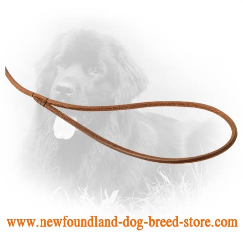 Durable Handle on Newfoundland Leash 