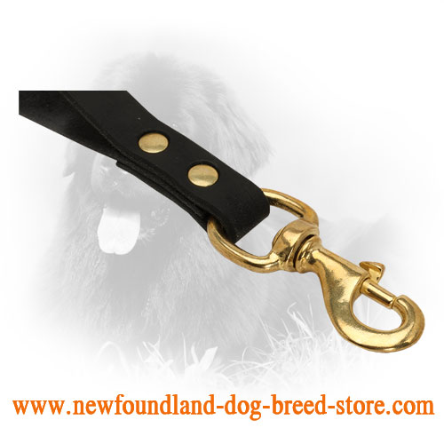 Solid Brass Snap Hook on Newfoundland Leash