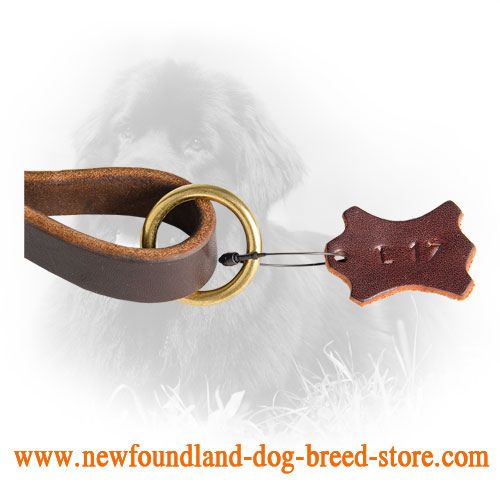 Solid Brass O-Ring on Newfoundland Leash 