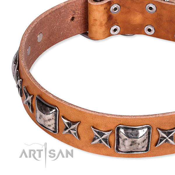 Everyday walking studded dog collar of top quality full grain leather