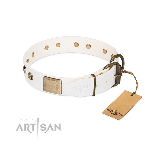 Rust resistant studs on basic training dog collar