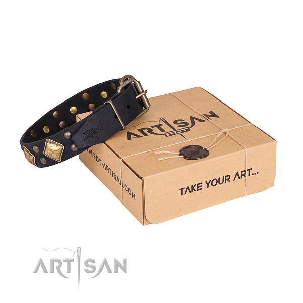 Basic training dog collar with Stylish corrosion proof studs