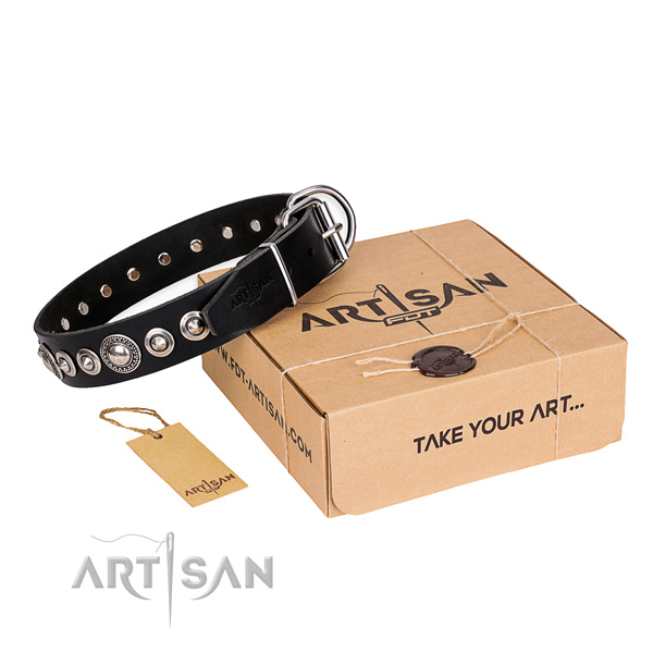 Comfy wearing genuine leather dog collar with embellishments