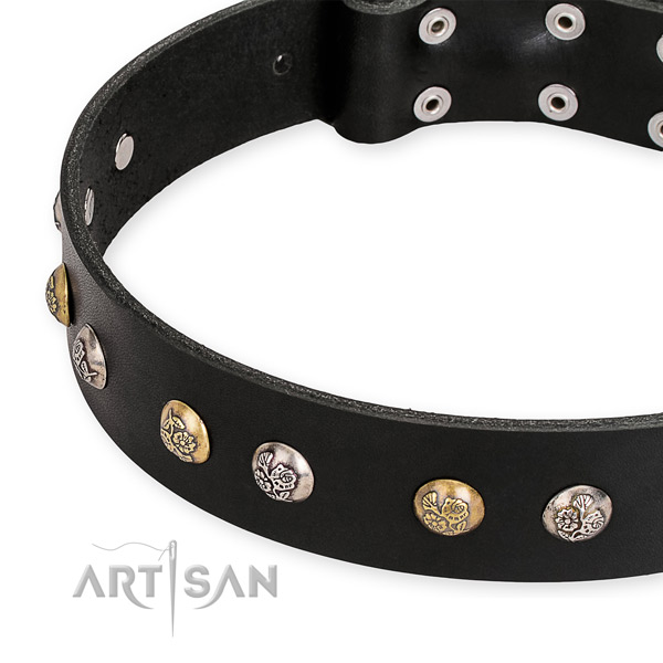 Leather dog collar with incredible corrosion resistant studs