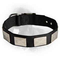 Newfoundland Nylon Collar Massive Nickel Plated Plates