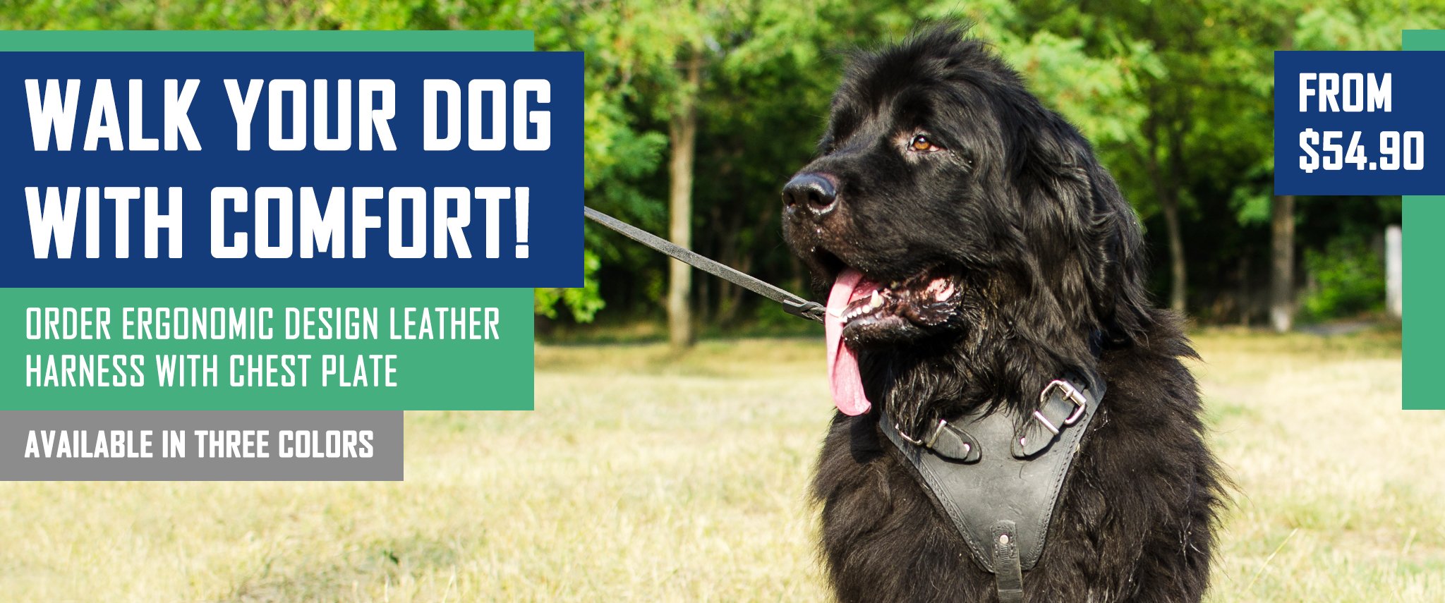 Newfoundland harness, Newfoundland dog muzzle, Newfoundland dog collar, Dog leash, Newfoundland